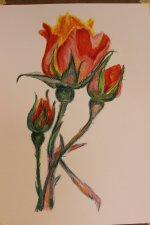 IMG_7247.JPG